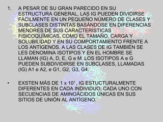 A PESAR DE SU GRAN PARECIDO EN SU ESTRUCTURA GENERAL, LAS IG PUEDEN DIVIDIRSE FÁCILMENTE EN UN PEQUEÑO NÚMERO DE CLASES Y SUBCLASES DISTINTAS BASÁNDOSE EN DIFERENCIAS MENORES DE SUS CARACTERÍSTICAS FISICOQUÍMICAS, COMO EL TAMAÑO, CARGA Y SOLUBILIDAD Y EN SU COMPORTAMIENTO FRENTE A LOS ANTÍGENOS. A LAS CLASES DE IG TAMBIÉN SE LES DENOMINA ISOTIPOS Y EN EL HOMBRE SE LLAMAN (IG) A, D, E, G e M. LOS ISOTIPOS A e G PUEDEN SUBDIVIDIRSE EN SUBCLASES, LLAMADAS (IG) A1 e A2, e G1, G2, G3, G4. EXSTEN MÁS DE 1 x 10 7  , IG ESTUCTURALMENTE DIFERENTES EN CADA INDIVIDUO, CADA UNO CON SECUENCIAS DE AMINOÁCIDOS ÚNICAS EN SUS SITIOS DE UNIÓN AL ANTÍGENO. 