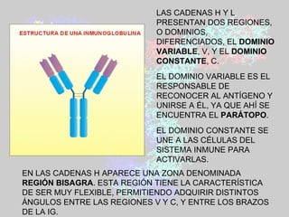 LAS CADENAS H Y L PRESENTAN DOS REGIONES, O DOMINIOS, DIFERENCIADOS, EL  DOMINIO VARIABLE , V, Y EL  DOMINIO CONSTANTE , C.  EL DOMINIO VARIABLE ES EL RESPONSABLE DE RECONOCER AL ANTÍGENO Y UNIRSE A ÉL, YA QUE AHÍ SE ENCUENTRA EL  PARÁTOPO .  EL DOMINIO CONSTANTE SE UNE A LAS CÉLULAS DEL SISTEMA INMUNE PARA ACTIVARLAS. EN LAS CADENAS H APARECE UNA ZONA DENOMINADA  REGIÓN BISAGRA . ESTA REGIÓN TIENE LA CARACTERÍSTICA DE SER MUY FLEXIBLE, PERMITIENDO ADQUIRIR DISTINTOS ÁNGULOS ENTRE LAS REGIONES V Y C, Y ENTRE LOS BRAZOS DE LA IG. 