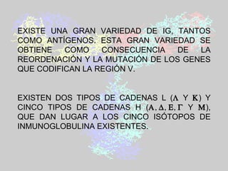 EXISTE UNA GRAN VARIEDAD DE IG, TANTOS COMO ANTÍGENOS. ESTA GRAN VARIEDAD SE OBTIENE COMO CONSECUENCIA DE LA REORDENACIÓN Y LA MUTACIÓN DE LOS GENES QUE CODIFICAN LA REGIÓN V.  EXISTEN DOS TIPOS DE CADENAS L (   Y   ) Y CINCO TIPOS DE CADENAS H (         Y   ), QUE DAN LUGAR A LOS CINCO ISÓTOPOS DE INMUNOGLOBULINA EXISTENTES . 