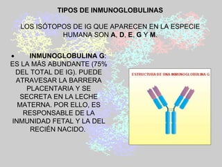 TIPOS DE INMUNOGLOBULINAS LOS ISÓTOPOS DE IG QUE APARECEN EN LA ESPECIE HUMANA SON  A ,  D ,  E ,   G  Y  M .            INMUNOGLOBULINA G : ES LA MÁS ABUNDANTE (75% DEL TOTAL DE IG). PUEDE ATRAVESAR LA BARRERA PLACENTARIA Y SE SECRETA EN LA LECHE MATERNA. POR ELLO, ES RESPONSABLE DE LA INMUNIDAD FETAL Y LA DEL RECIÉN NACIDO.  