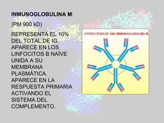INMUNOGLOBULINA M :  (PM 900 kD) REPRESENTA EL 10% DEL TOTAL DE IG. APARECE EN LOS LINFOCITOS B NAÏVE UNIDA A SU MEMBRANA PLASMÁTICA. APARECE EN LA RESPUESTA PRIMARIA   ACTIVANDO EL SISTEMA DEL COMPLEMENTO.   