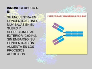 INMUNOGLOBULINA E :  SE ENCUENTRA EN CONCENTRACIONES MUY BAJAS EN EL SUERO Y SECRECIONES AL EXTERIOR (0.004%). SIN EMBARGO, SU CONCENTRACIÓN AUMENTA EN LOS PROCESOS ALÉRGICOS.   