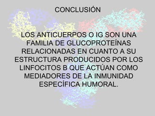 CONCLUSIÓN  LOS ANTICUERPOS O IG SON UNA FAMILIA DE GLUCOPROTEÍNAS RELACIONADAS EN CUANTO A SU ESTRUCTURA PRODUCIDOS POR LOS LINFOCITOS B QUE ACTÚAN COMO MEDIADORES DE LA INMUNIDAD ESPECÍFICA HUMORAL. 