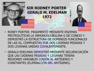 SIR RODNEY PORTER  GERALD M. EDELMAN 1972 RONEY PORTER: FRAGMENTÓ MEDIANTE ENZIMAS PROTEOLÍTICAS LA INMUNOGLOBULINA G DE CONEJO Y DEMOSTRÓ LA ESTRUCTURA DE DOMINIOS FUNCIONALES DE LAS IG, COMPUESTAS POR DOS CADENAS PESADAS Y DOS LIVIANAS UNIDAS COVALENTEMENTE. GERALD EDELMAN DEMOSTRÓ MEDIANTE SECUENCIACIÓN QUE LAS CADENAS PESADAS Y LIVIANAS TENÍAN REGIONES VARIABLES (UNIÓN AL ANTÍGENO) Y CONSTANTES (ELIMINACIÓN DEL ANTÍGENO). 