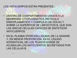 LOS ANTICUERPOS ESTÁN PRESENTES… DENTRO DE COMPARTIMENTOS UNIDOS A LA MEMBRANA CITOPLASMÁTICA (RETÍCULO ENDOPLASMÁTICO Y COMPLEJO DE GOLGI) Y SOBRE LA SUPERFICIE DE LINFOCITOS B, QUE SON LAS ÚNICAS CÉLULAS CAPACES DE SINTETIZAR ANTICUERPOS. EN EL PLASMA (PORCIÓN LÍQUIDA) DE LA SANGRE Y, EN MENOR PROPORCIÓN, EN EL LÍQUIDO INTERSTICIAL DE LOS TEJIDOS DONDE SE ACUMULAN LOS ANTICUERPOS SECRETADOS POR LAS CÉLULAS B. … 