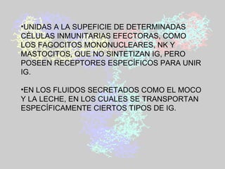 UNIDAS A LA SUPEFICIE DE DETERMINADAS CÉLULAS INMUNITARIAS EFECTORAS, COMO LOS FAGOCITOS MONONUCLEARES, NK Y MASTOCITOS, QUE NO SINTETIZAN IG, PERO POSEEN RECEPTORES ESPECÍFICOS PARA UNIR IG. EN LOS FLUIDOS SECRETADOS COMO EL MOCO Y LA LECHE, EN LOS CUALES SE TRANSPORTAN ESPECÍFICAMENTE CIERTOS TIPOS DE IG.  