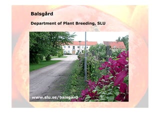 Balsgård
Department of Plant Breeding, SLU
www.slu.se/balsgard
 