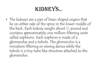 Kidneys..
• The kidneys are a pair of bean-shaped organs that
  lie on either side of the spine in the lower middle of
  the back. Each kidney weighs about ¼ pound and
  contains approximately one million filtering units
  called nephrons. Each nephron is made of a
  glomerulus and a tubule. The glomerulus is a
  miniature filtering or sieving device while the
  tubule is a tiny tube like structure attached to the
  glomerulus.
 