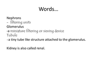 Words…
Nephrons
- filtering units
Glomerulus
-a miniature filtering or sieving device
Tubule
-a tiny tube like structure attached to the glomerulus.

Kidney is also called renal.
 