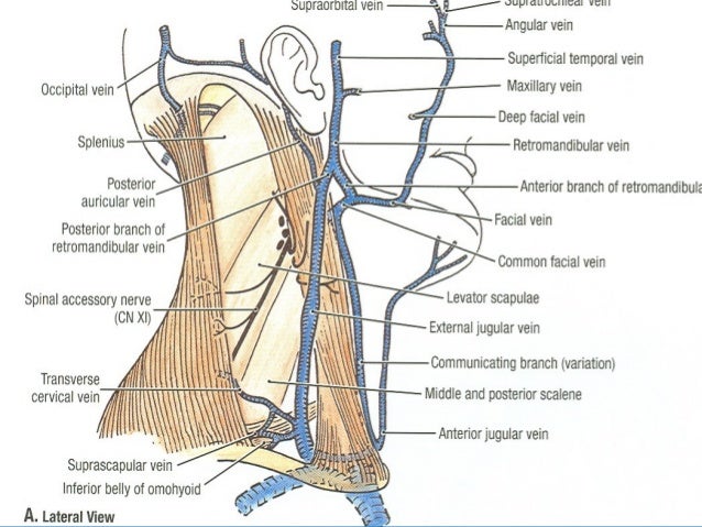 18 main arteries veins of neck for anaesthesia veins in neck