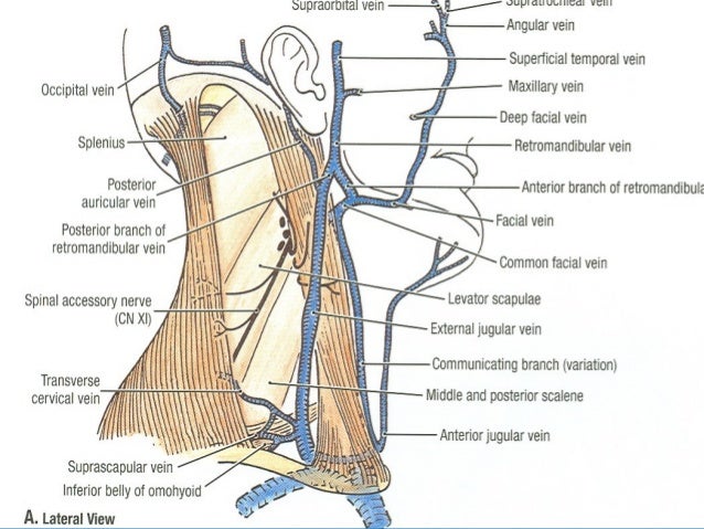 18 Main Arteries Veins Of Neck For Anaesthesia