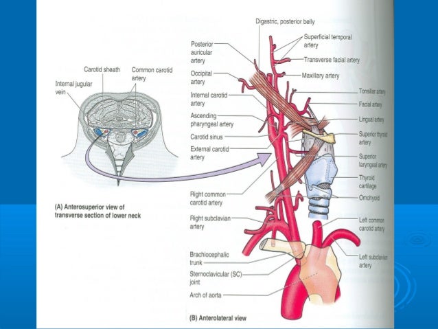 18 main arteries veins of neck for anaesthesia veins in neck
