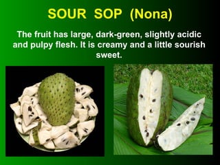SOUR  SOP  (Nona) The fruit has large, dark-green, slightly acidic and pulpy flesh. It is creamy and a little sourish sweet. 
