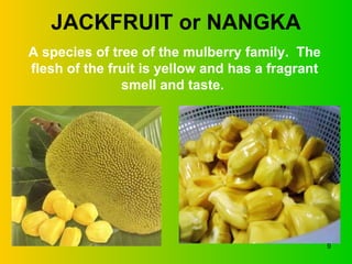 JACKFRUIT or NANGKA A species of tree of the mulberry family.  The flesh of the fruit is yellow and has a fragrant smell and taste.  