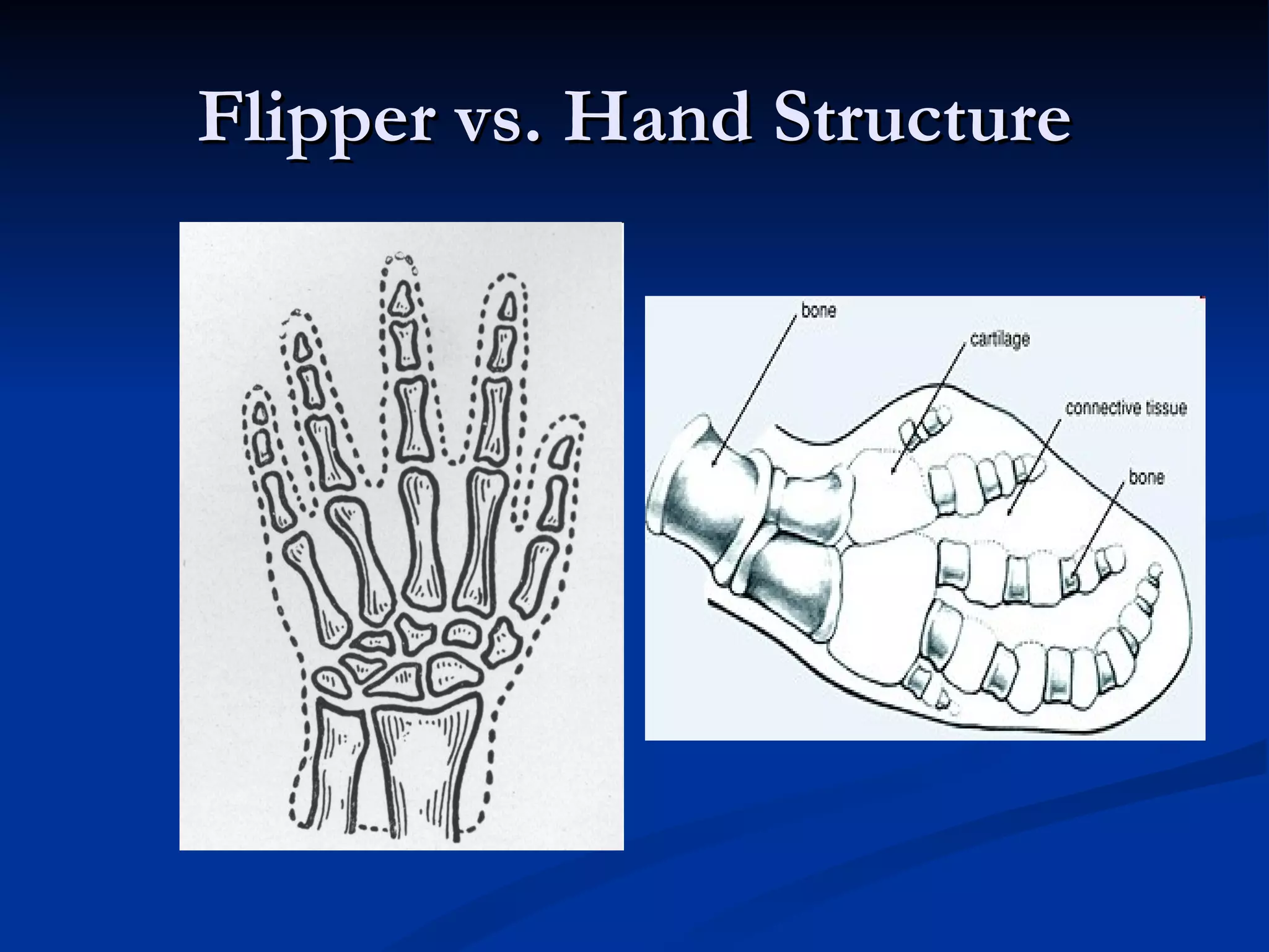 Flipper vs. Hand Structure 