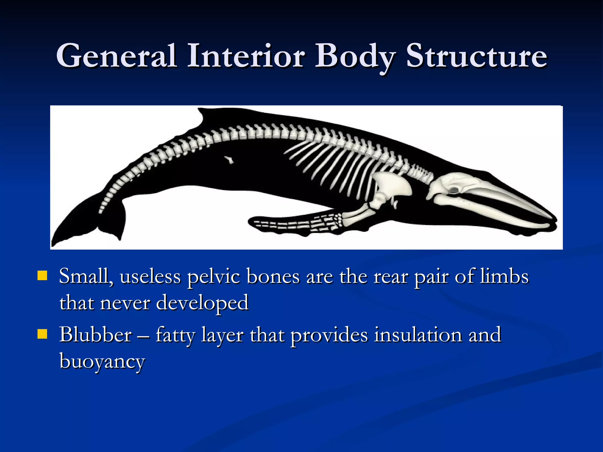 General Interior Body Structure Small, useless pelvic bones are the rear pair of limbs that never developed Blubber – fatty layer that provides insulation and buoyancy 