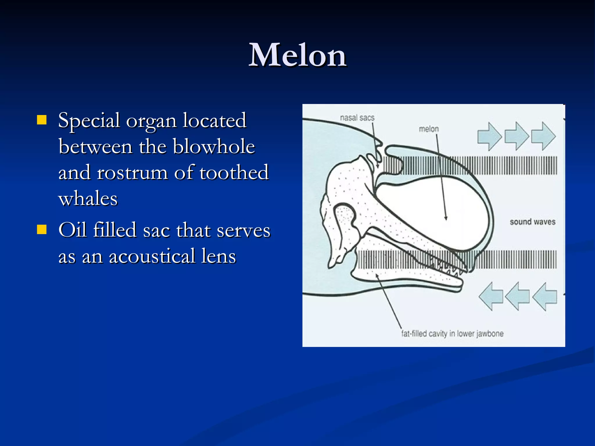 Melon Special organ located between the blowhole and rostrum of toothed whales Oil filled sac that serves as an acoustical lens 