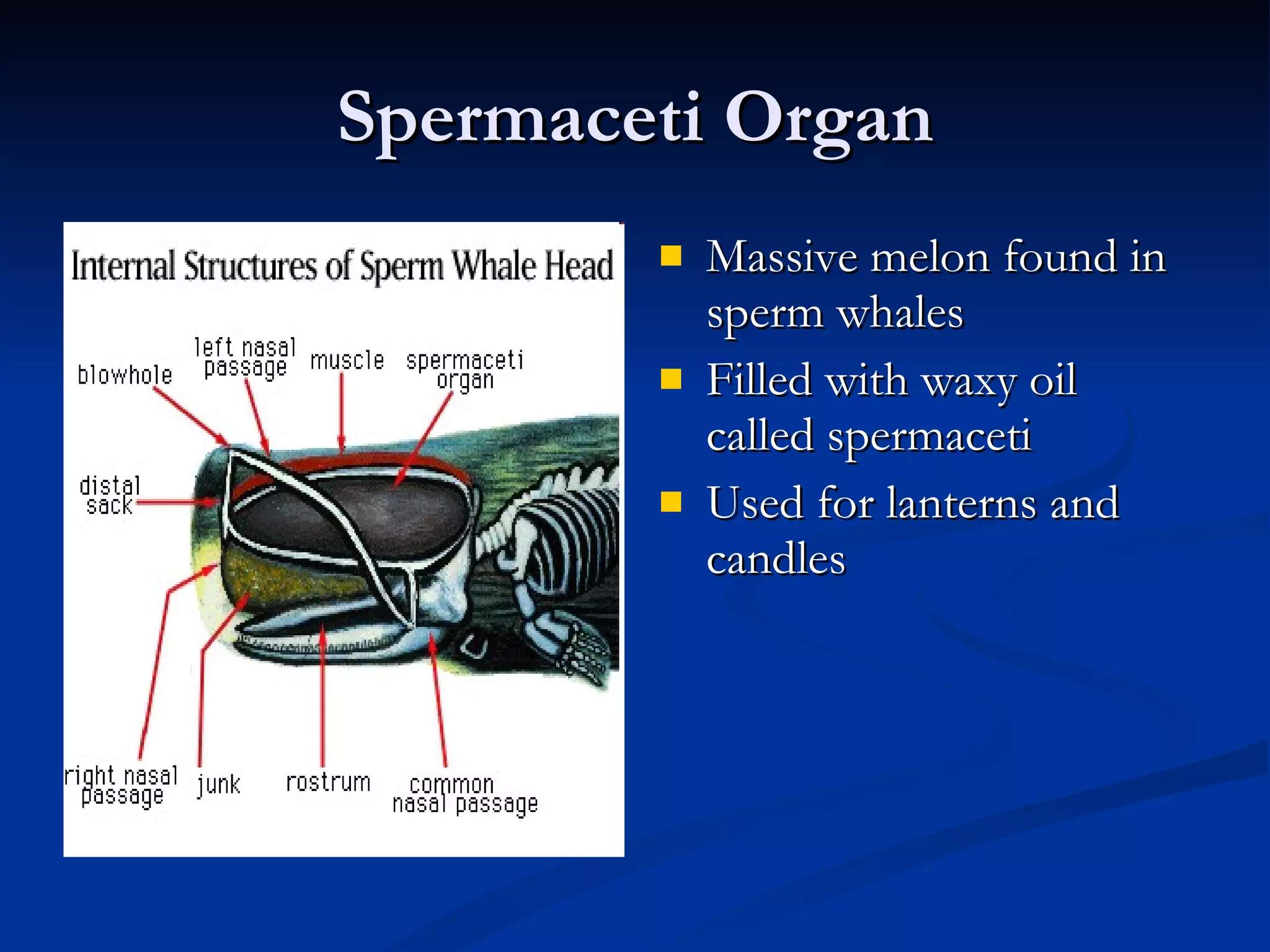 Spermaceti Organ Massive melon found in sperm whales Filled with waxy oil called spermaceti Used for lanterns and candles 