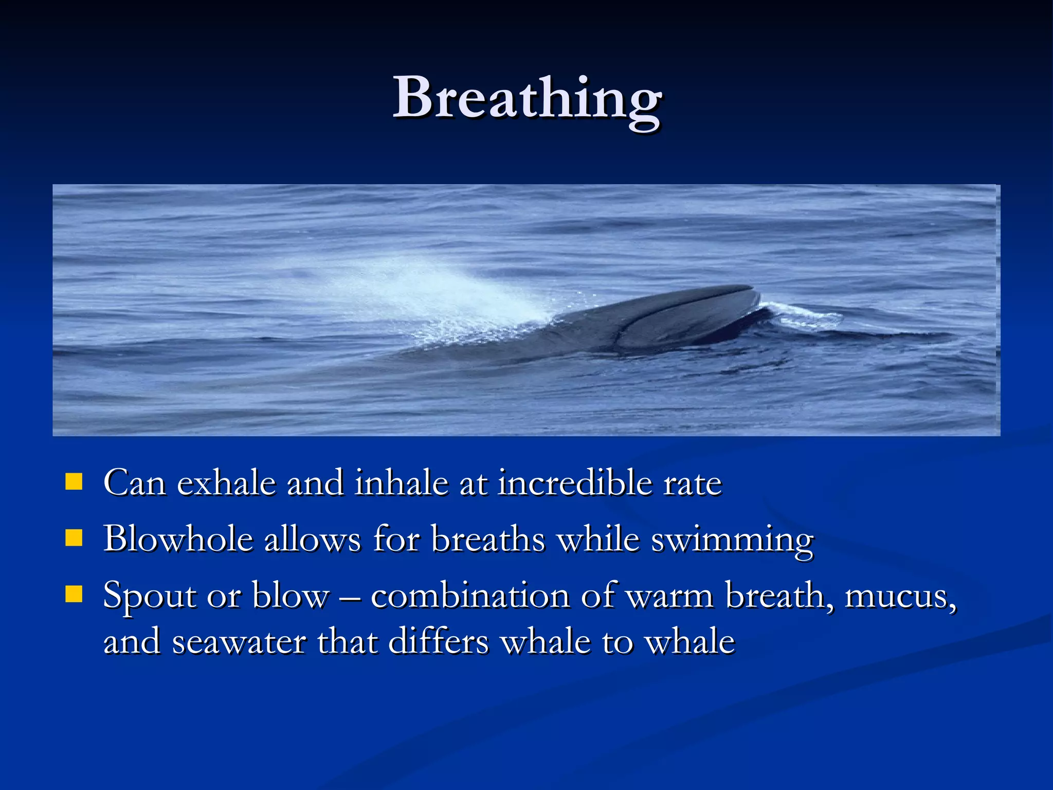 Breathing Can exhale and inhale at incredible rate Blowhole allows for breaths while swimming Spout or blow – combination of warm breath, mucus, and seawater that differs whale to whale 