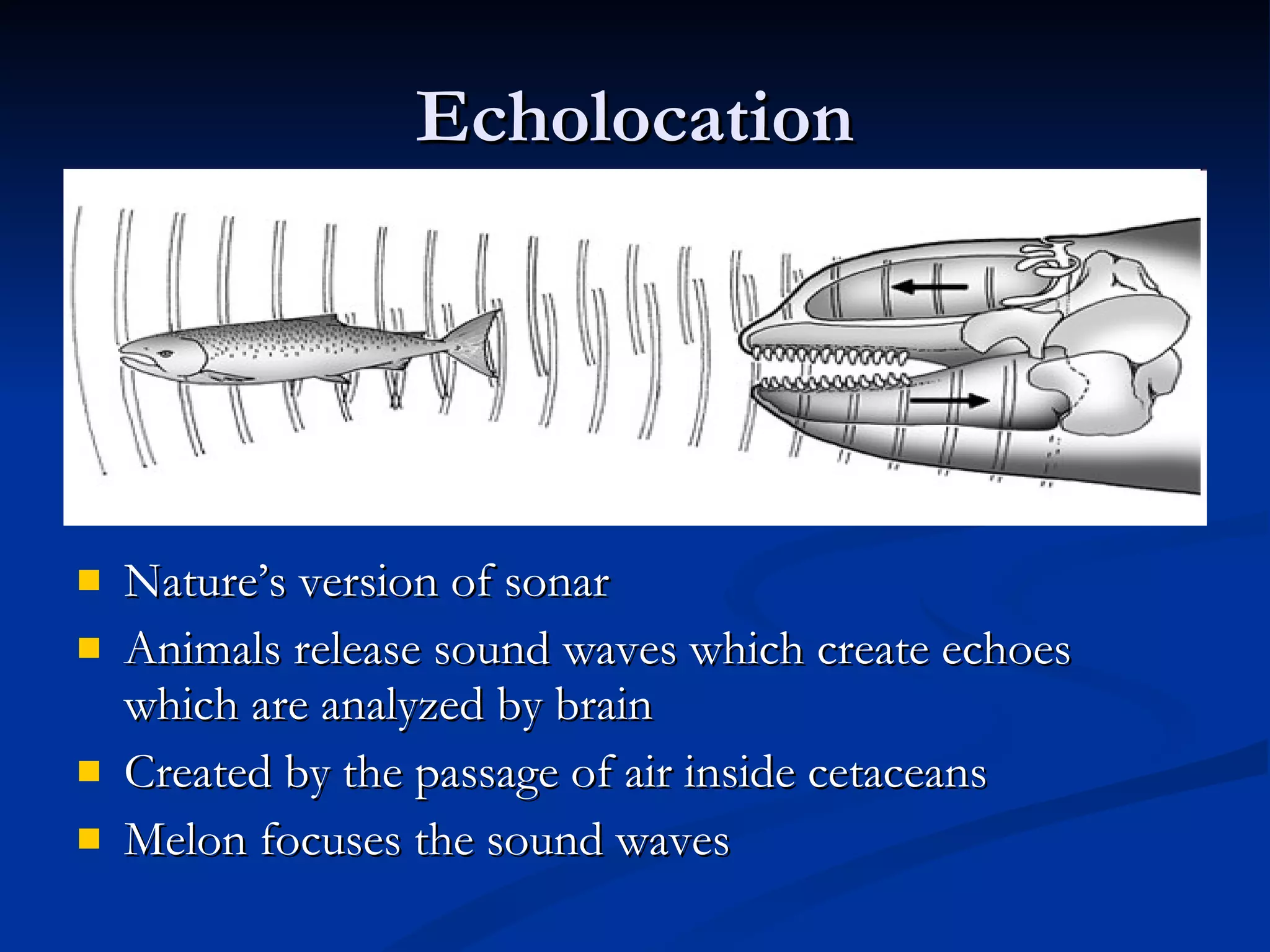 Echolocation Nature’s version of sonar Animals release sound waves which create echoes which are analyzed by brain Created by the passage of air inside cetaceans Melon focuses the sound waves 