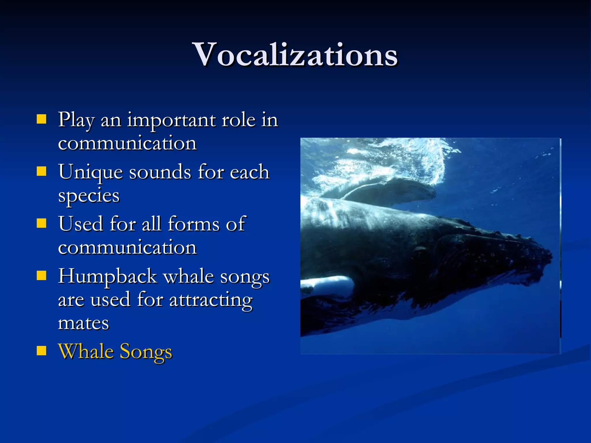 Vocalizations Play an important role in communication Unique sounds for each species Used for all forms of communication Humpback whale songs are used for attracting mates Whale Songs 