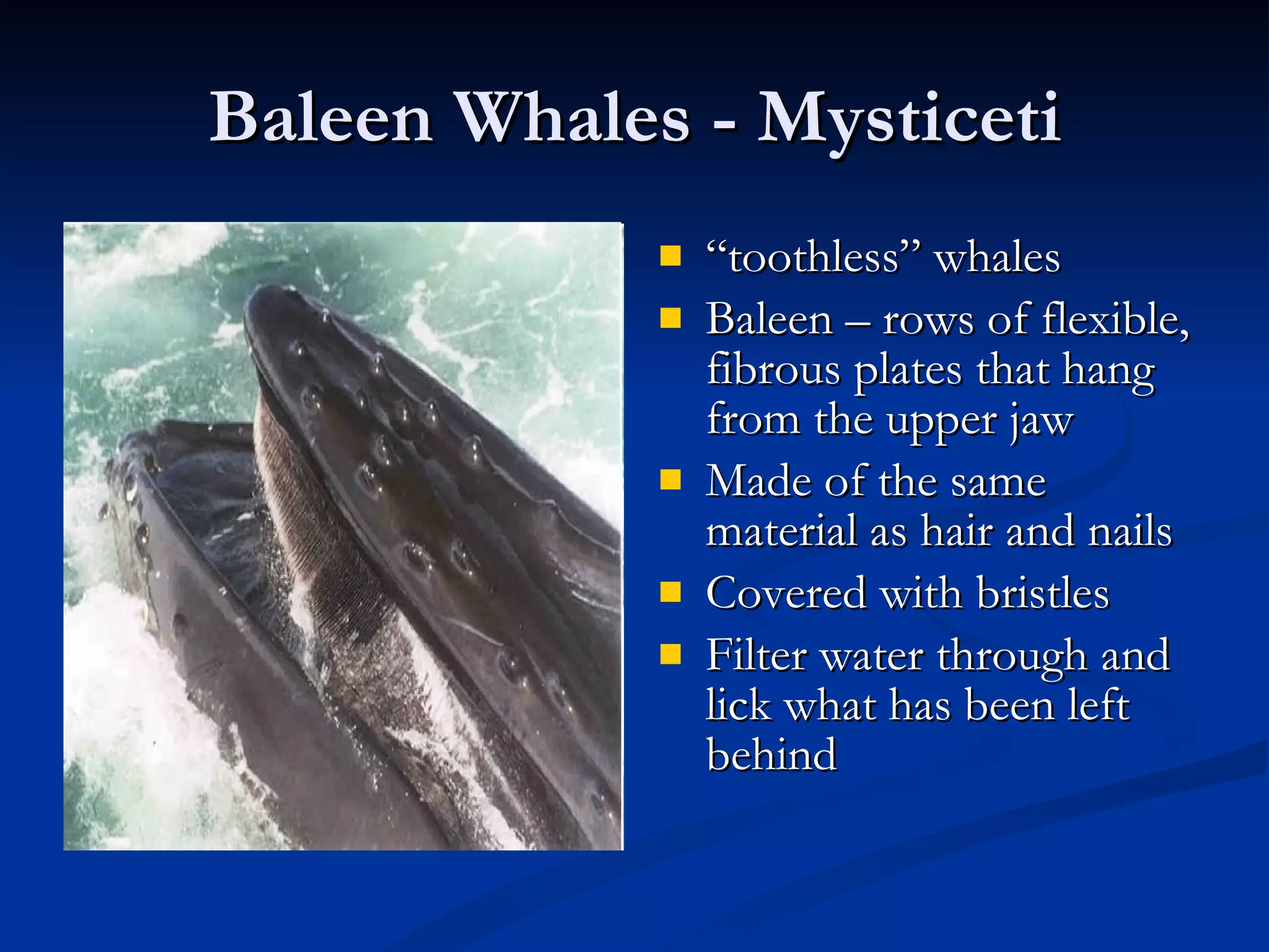 Baleen Whales - Mysticeti “ toothless” whales Baleen – rows of flexible, fibrous plates that hang from the upper jaw Made of the same material as hair and nails Covered with bristles Filter water through and lick what has been left behind 