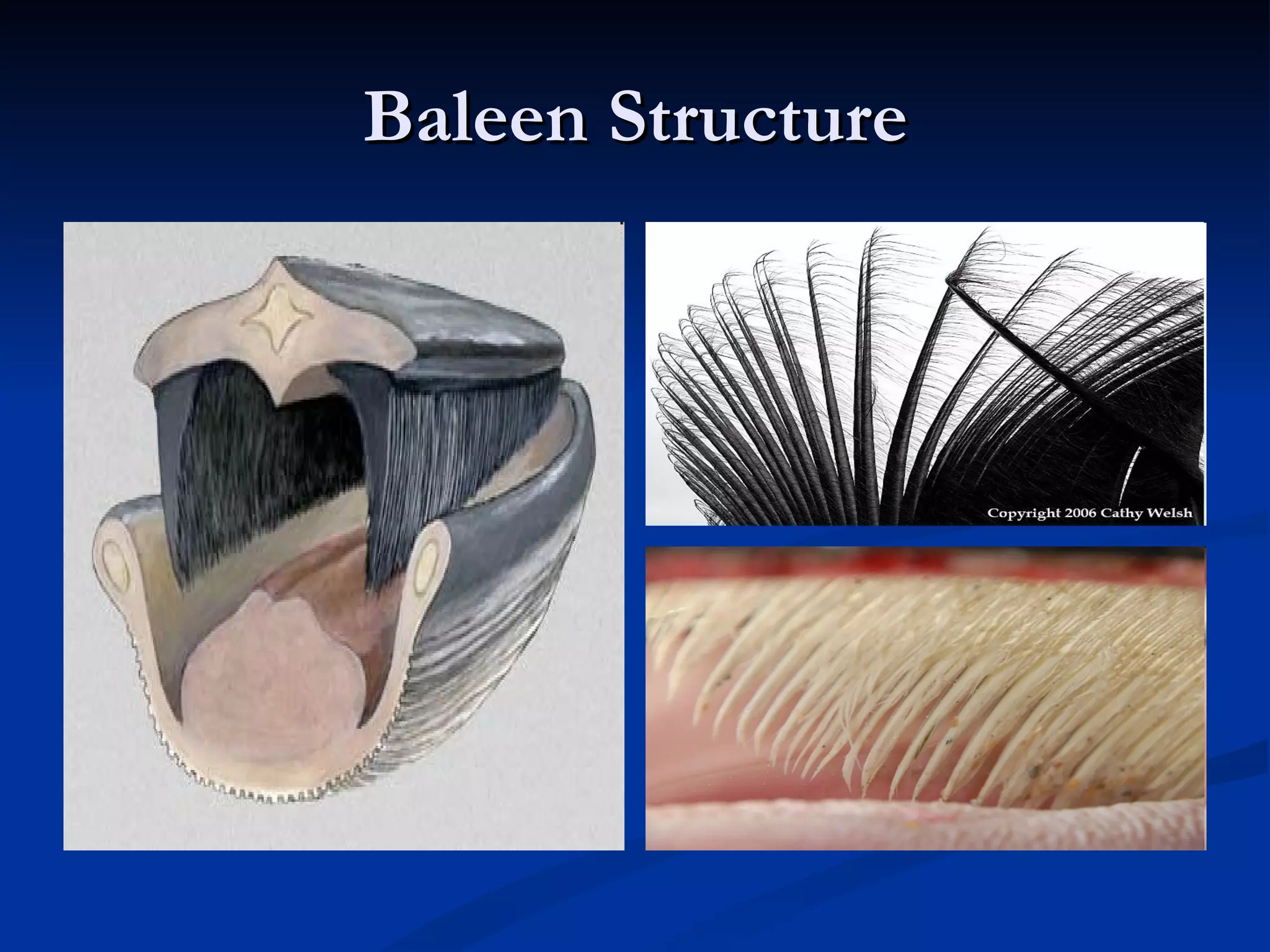 Baleen Structure 