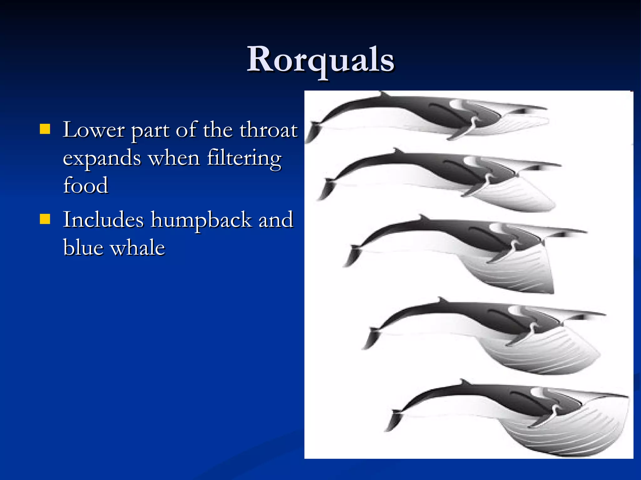 Rorquals Lower part of the throat expands when filtering food Includes humpback and blue whale 