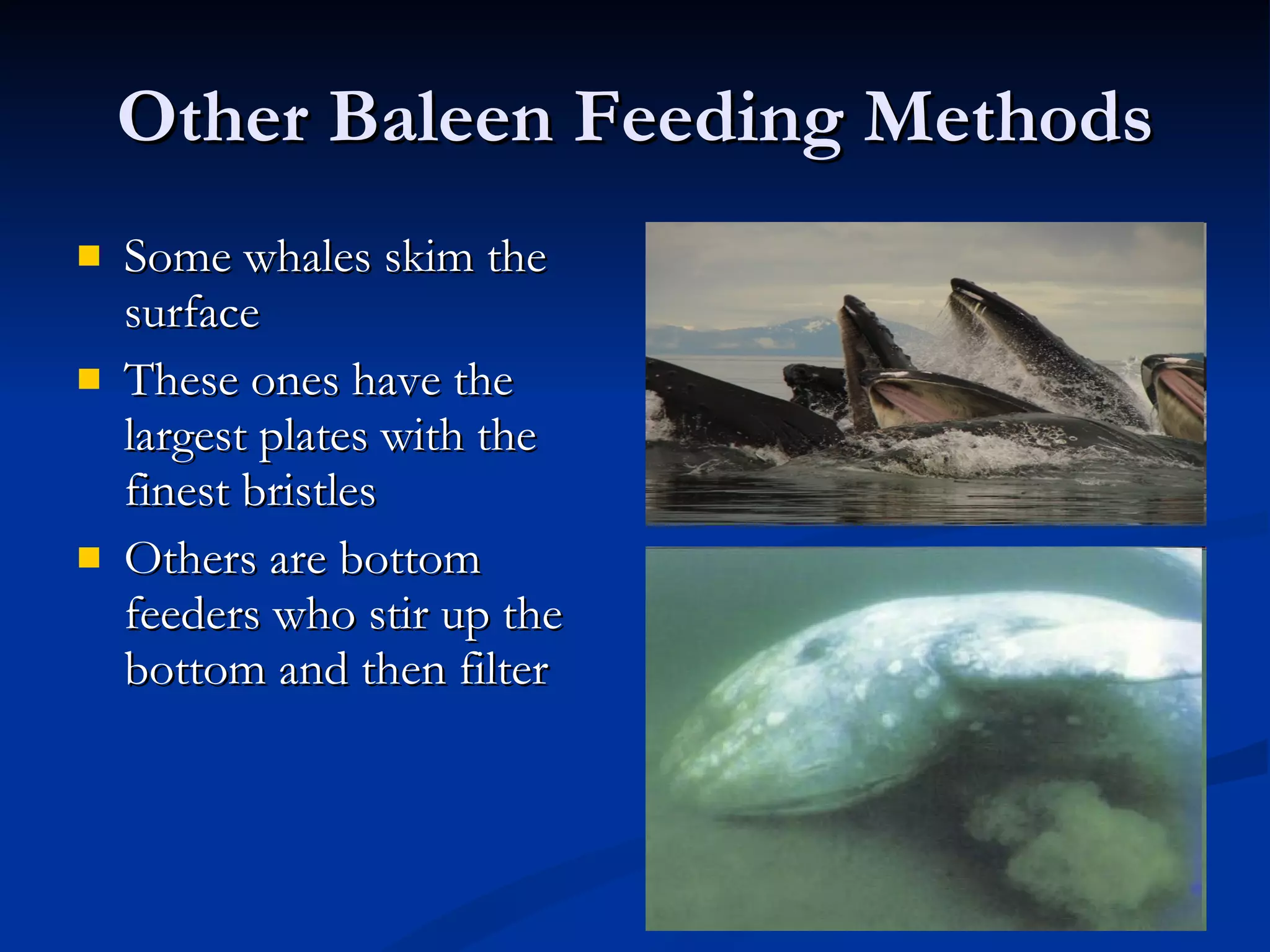 Other Baleen Feeding Methods Some whales skim the surface These ones have the largest plates with the finest bristles Others are bottom feeders who stir up the bottom and then filter 