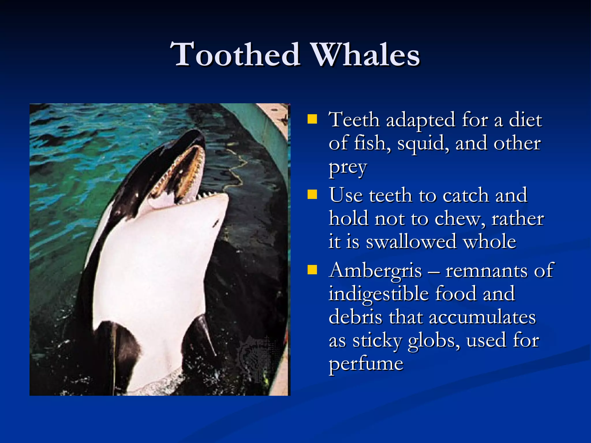 Toothed Whales Teeth adapted for a diet of fish, squid, and other prey Use teeth to catch and hold not to chew, rather it is swallowed whole Ambergris – remnants of indigestible food and debris that accumulates as sticky globs, used for perfume 