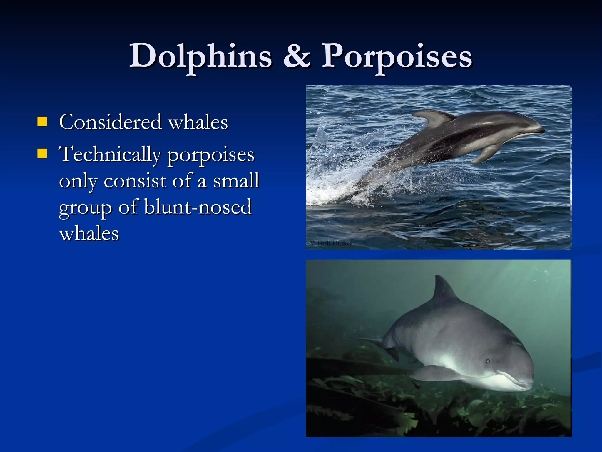 Dolphins & Porpoises Considered whales Technically porpoises only consist of a small group of blunt-nosed whales 