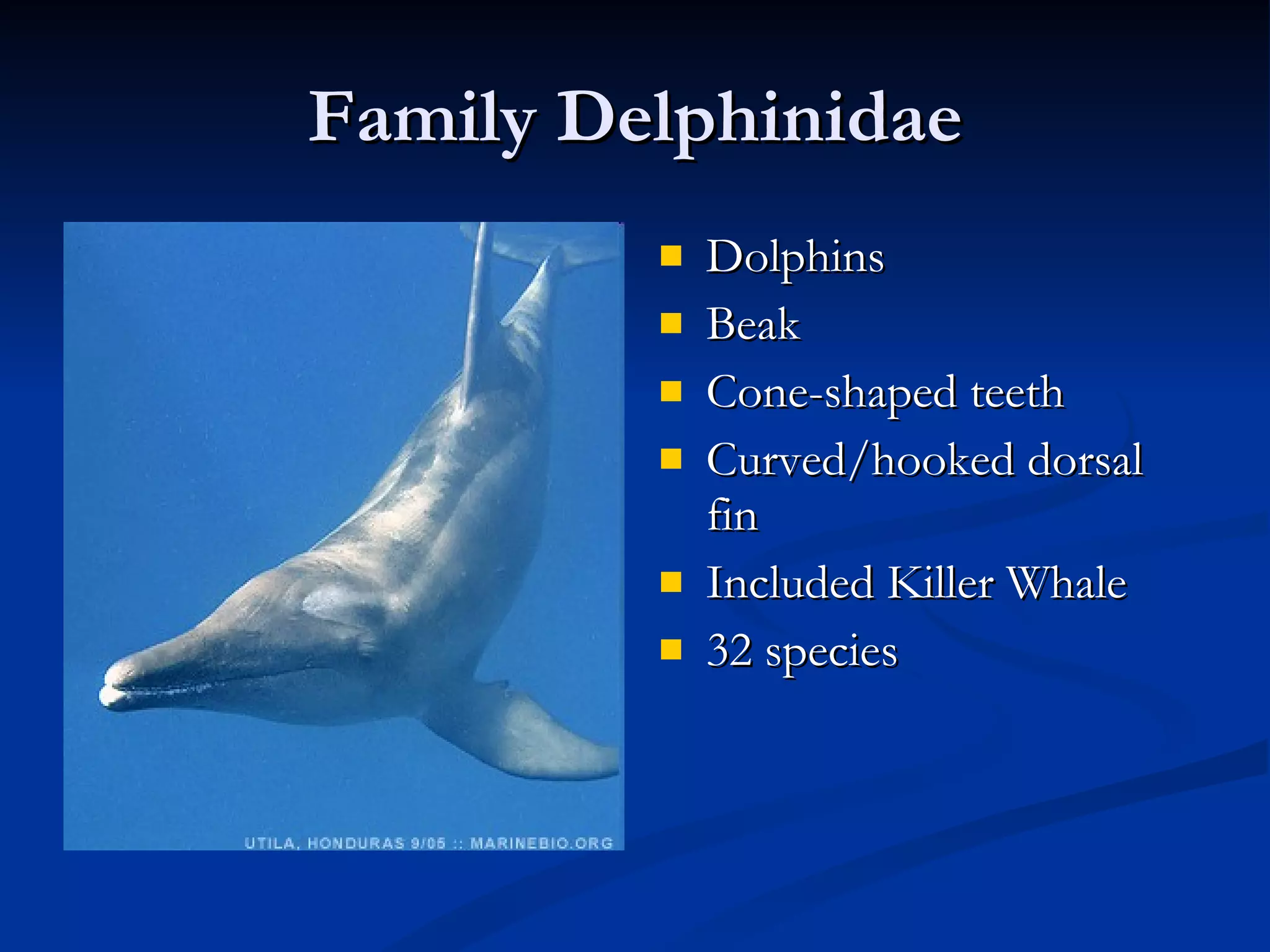 Family Delphinidae Dolphins Beak Cone-shaped teeth Curved/hooked dorsal fin Included Killer Whale 32 species 