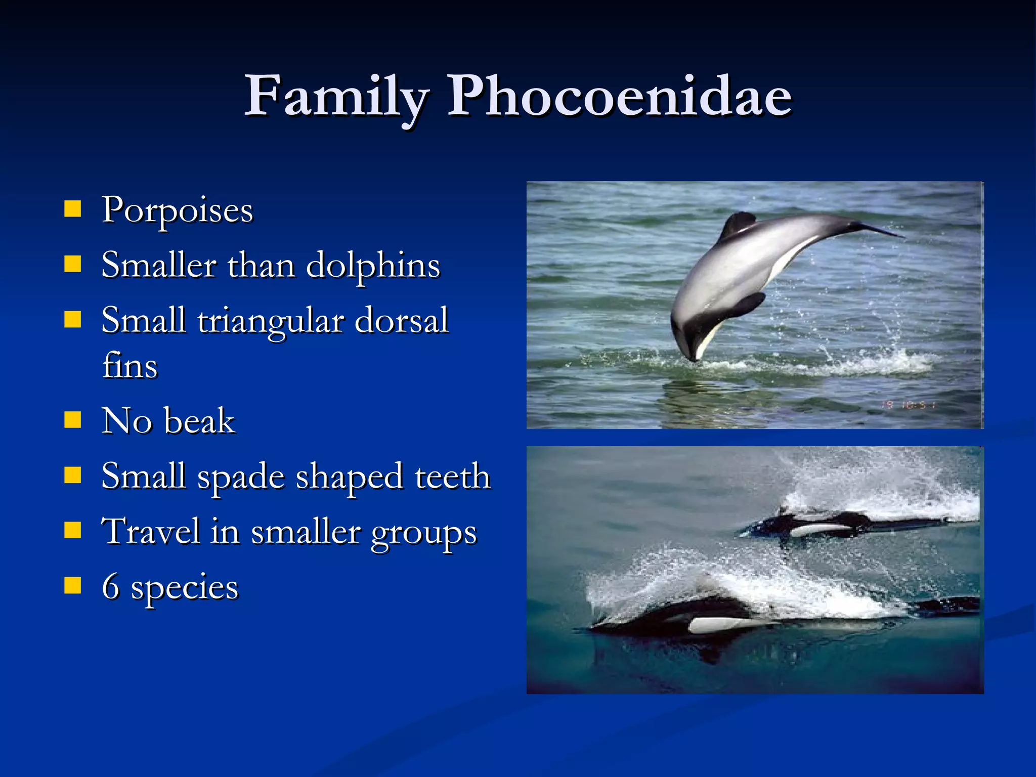 Family Phocoenidae Porpoises Smaller than dolphins Small triangular dorsal fins No beak Small spade shaped teeth Travel in smaller groups 6 species 