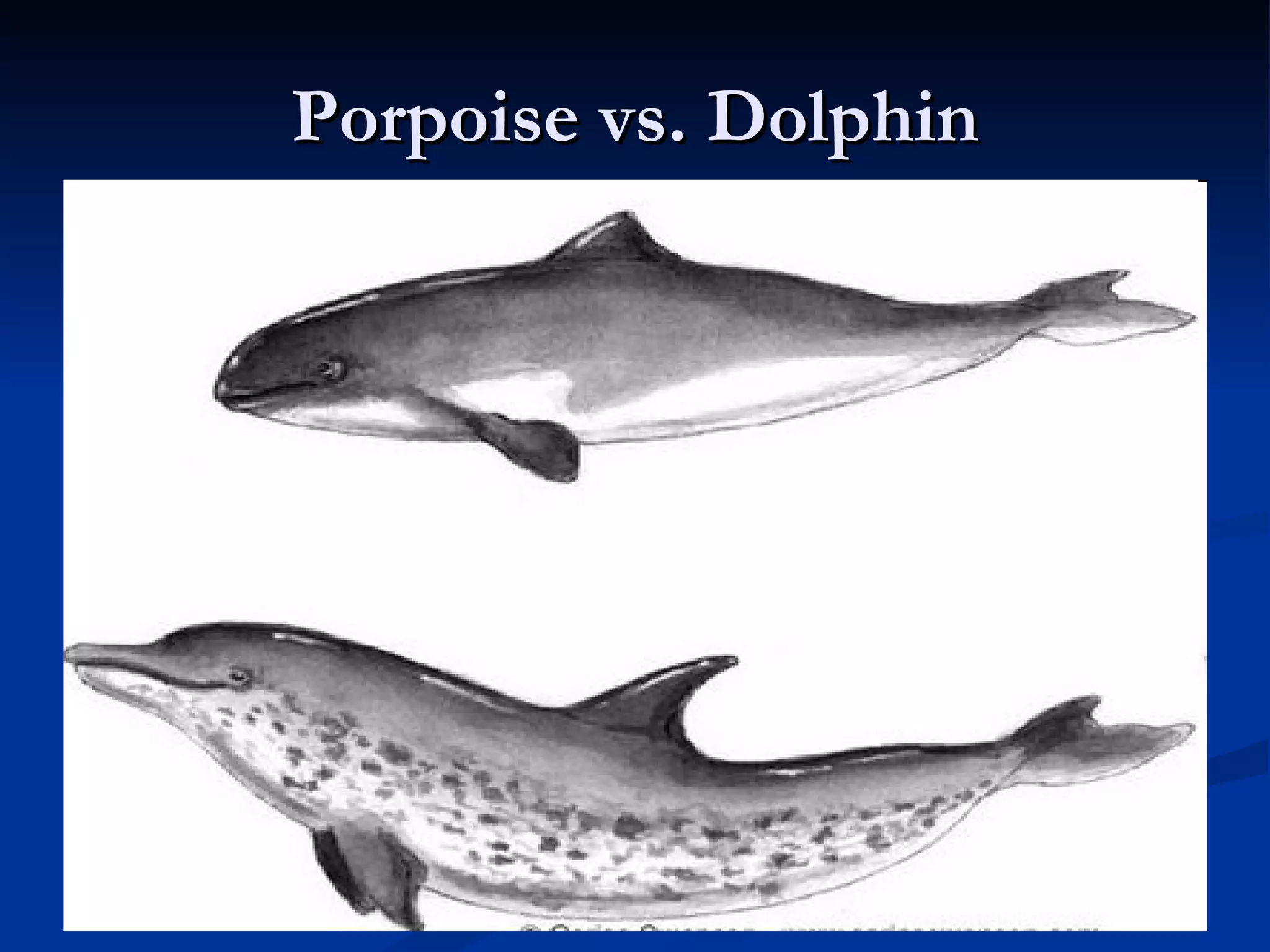 Porpoise vs. Dolphin 