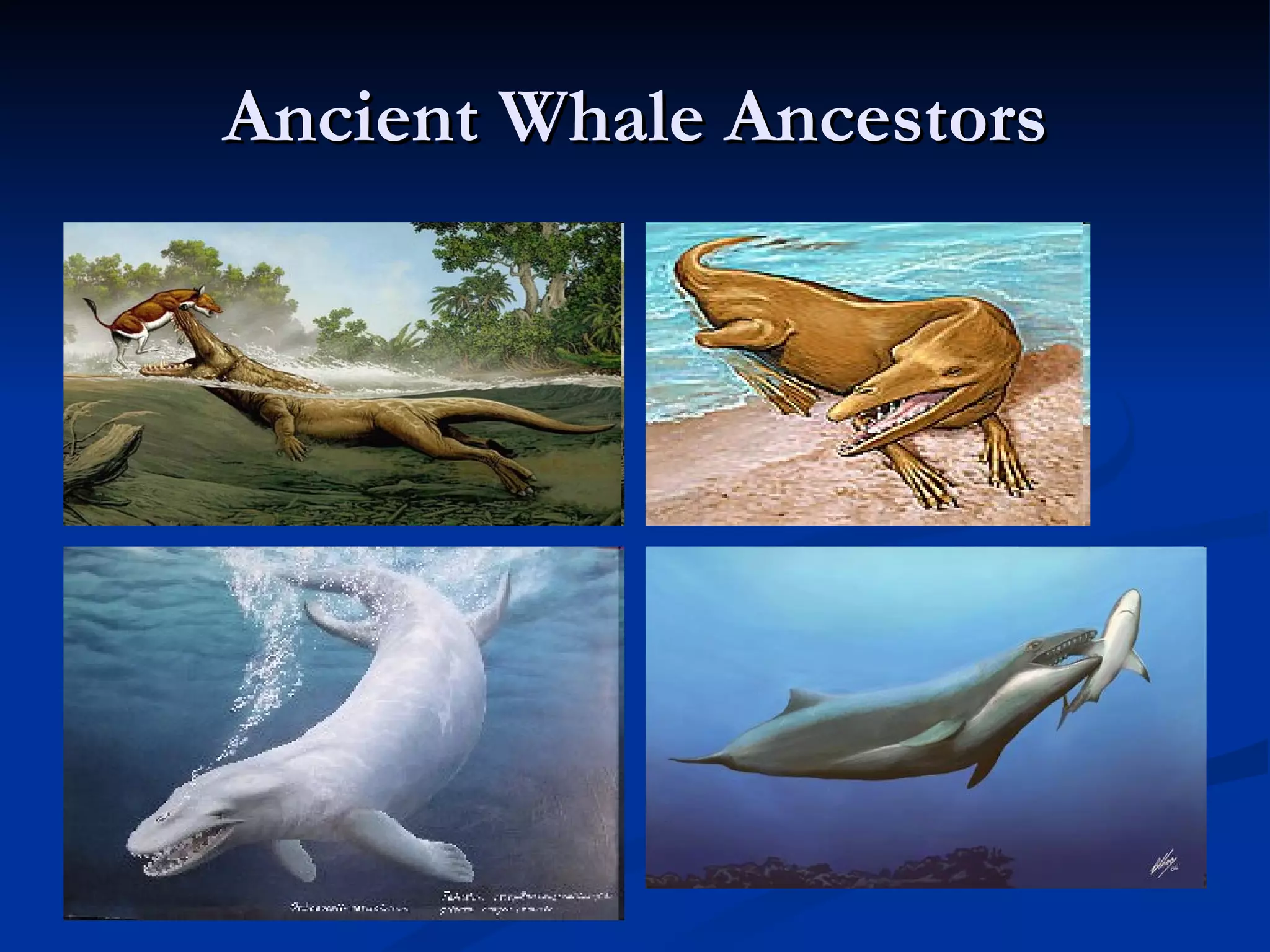 Ancient Whale Ancestors 