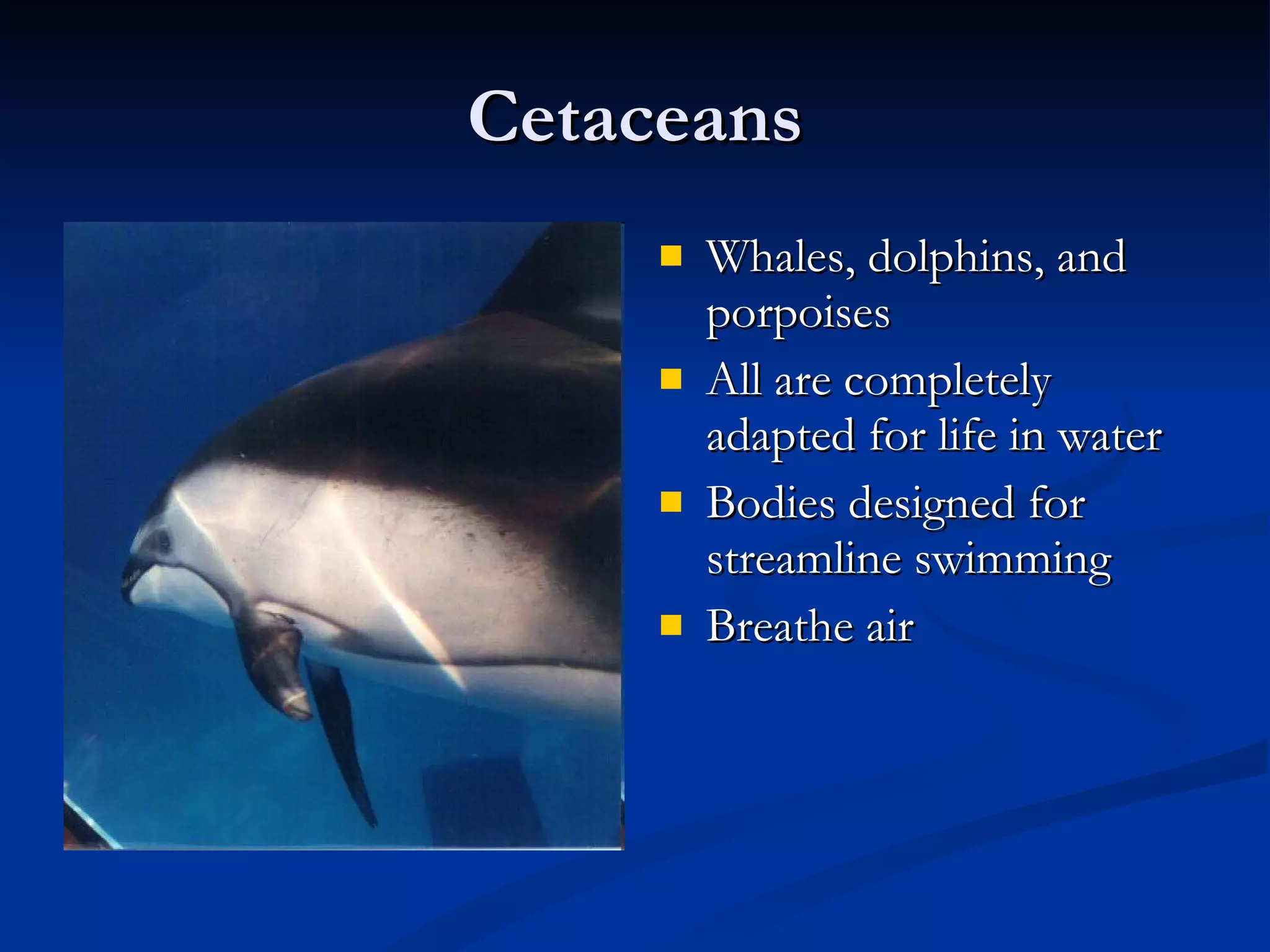 Cetaceans Whales, dolphins, and porpoises All are completely adapted for life in water Bodies designed for streamline swimming Breathe air 