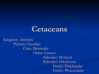Cetaceans Kingdom: Animalia Phylum: Chordata Class: Mammalia Order: Cetacea Suborder: Mysticeti Suborder: Odontoceti Family: Delphinidae Family: Phocoenidae 