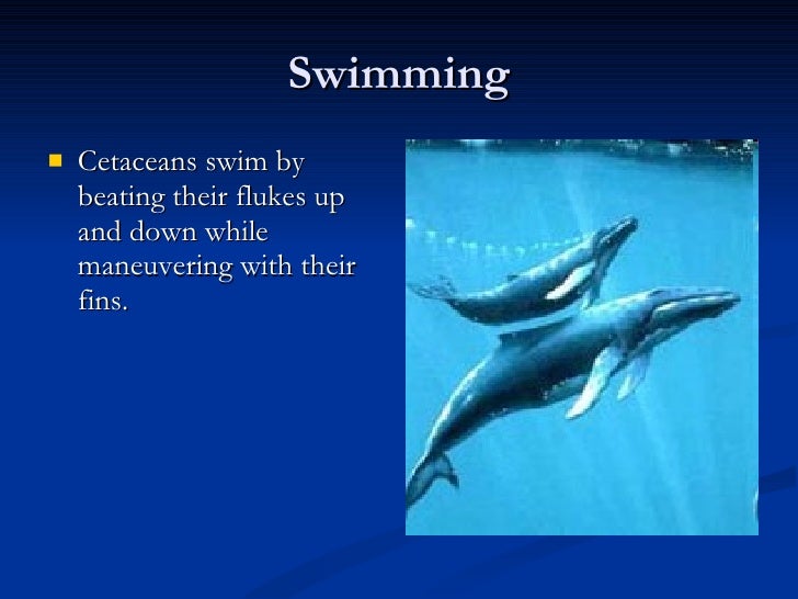 What common features do animals in the order Cetacea have?