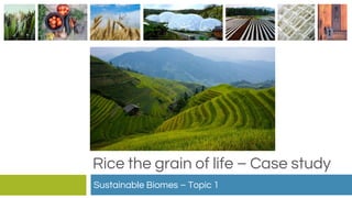 Rice the grain of life – Case study
Sustainable Biomes – Topic 1
 
