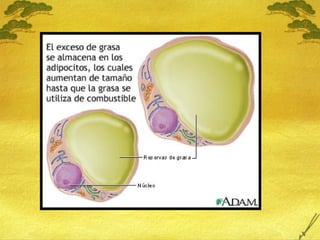 18 Sobrepeso y Obesidad