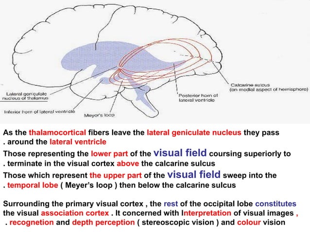 Anatomy of visual pathways an eye presentation | PPT