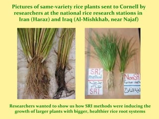 Pictures of same-variety rice plants sent to Cornell by
researchers at the national rice research stations in
Iran (Haraz)...