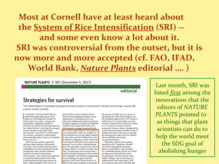 Most at Cornell have at least heard about
the System of Rice Intensification (SRI) --
and some even know a lot about it.
S...