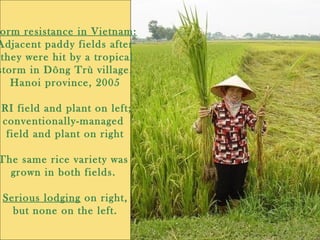 orm resistance in Vietnam:
Adjacent paddy fields after
they were hit by a tropical
storm in Dông Trù village,
Hanoi provin...