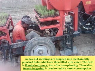 10-day-old seedlings are dropped into mechanically-
punched holes which are then filled with water. The field
is flooded o...