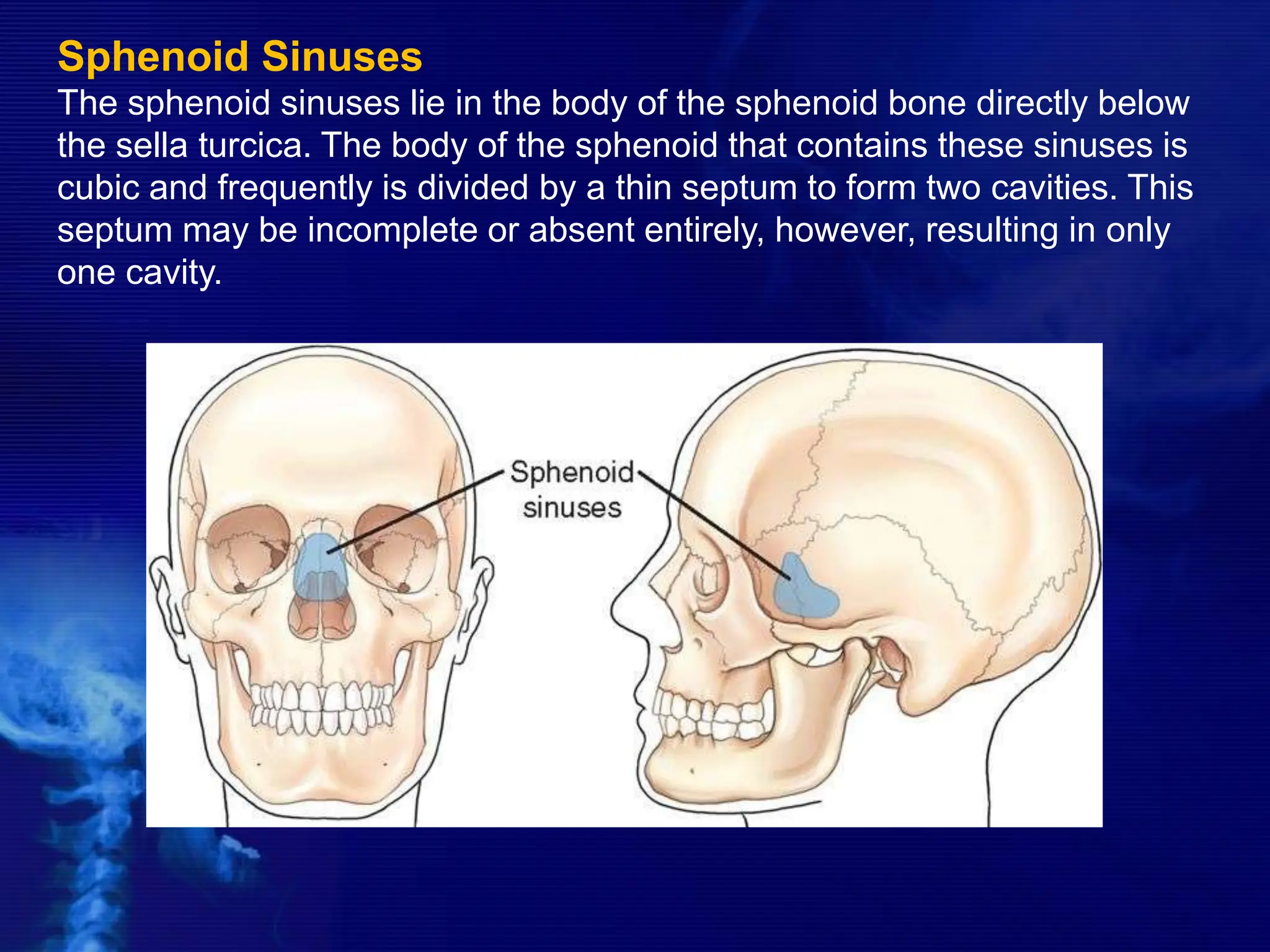Sphenoid Sinuses
The sphenoid sinuses lie in the body of the sphenoid bone directly below
the sella turcica. The body of the sphenoid that contains these sinuses is
cubic and frequently is divided by a thin septum to form two cavities. This
septum may be incomplete or absent entirely, however, resulting in only
one cavity.
 