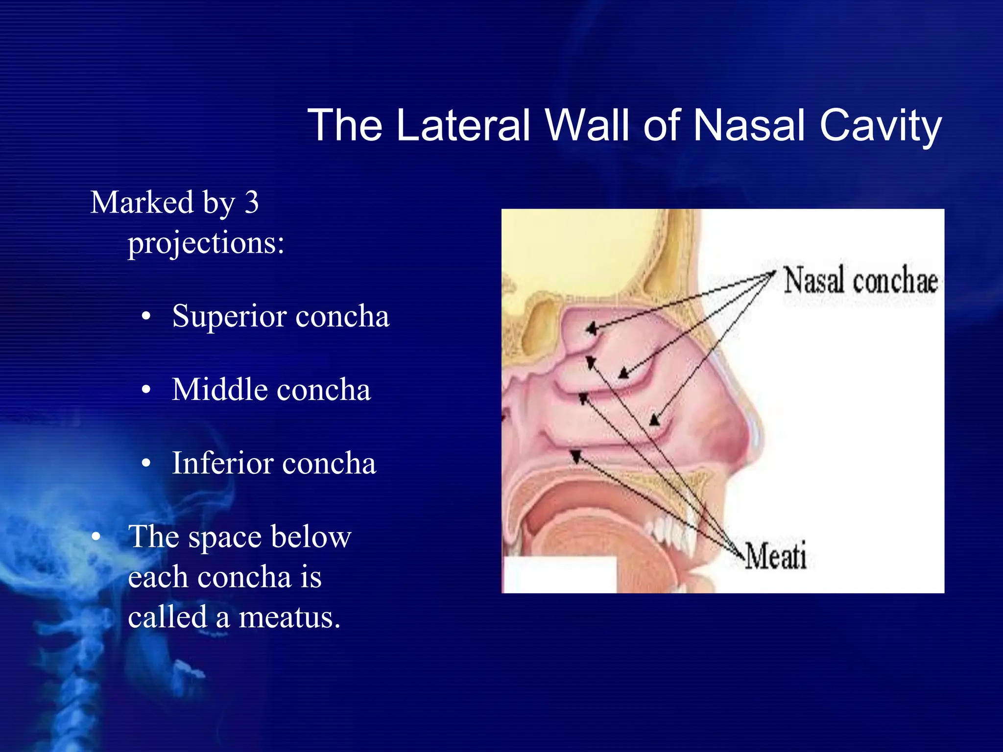 The Lateral Wall of Nasal Cavity
Marked by 3
projections:
• Superior concha
• Middle concha
• Inferior concha
• The space below
each concha is
called a meatus.
 
