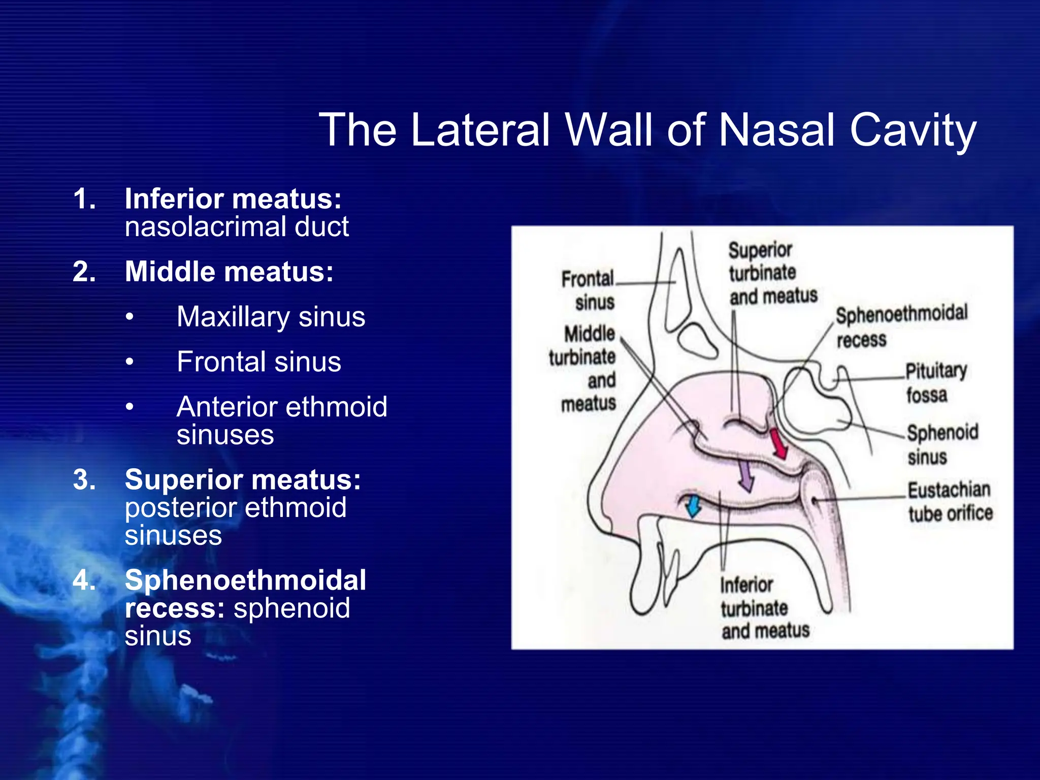 The Lateral Wall of Nasal Cavity
1. Inferior meatus:
nasolacrimal duct
2. Middle meatus:
• Maxillary sinus
• Frontal sinus
• Anterior ethmoid
sinuses
3. Superior meatus:
posterior ethmoid
sinuses
4. Sphenoethmoidal
recess: sphenoid
sinus
 