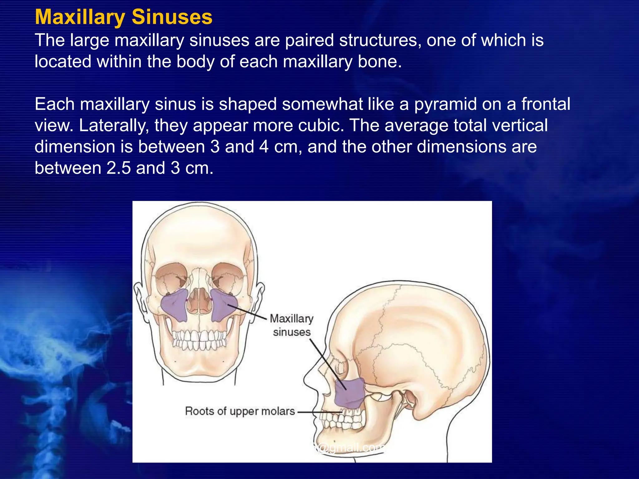 Maxillary Sinuses
The large maxillary sinuses are paired structures, one of which is
located within the body of each maxillary bone.
Each maxillary sinus is shaped somewhat like a pyramid on a frontal
view. Laterally, they appear more cubic. The average total vertical
dimension is between 3 and 4 cm, and the other dimensions are
between 2.5 and 3 cm.
-drdhiru456@gmail.com
 