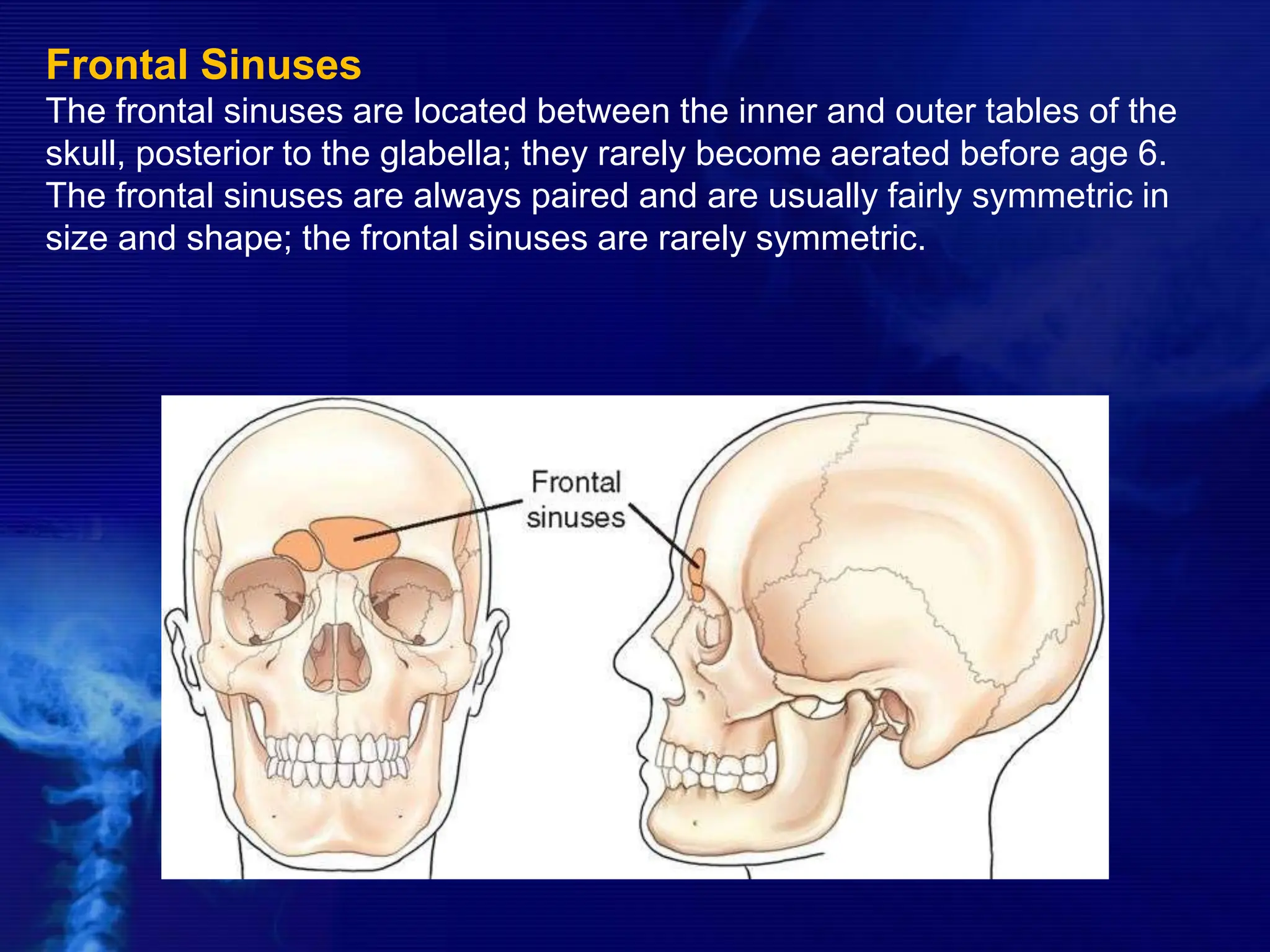 Frontal Sinuses
The frontal sinuses are located between the inner and outer tables of the
skull, posterior to the glabella; they rarely become aerated before age 6.
The frontal sinuses are always paired and are usually fairly symmetric in
size and shape; the frontal sinuses are rarely symmetric.
 